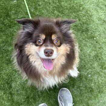Linus -  Mixed Breed Dog for Adoption in Davenport, Iowa - Linus | PetCurious
