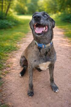 Catahoula Leopard Dog Dogs Available for Adoption - Jessie | PetCurious