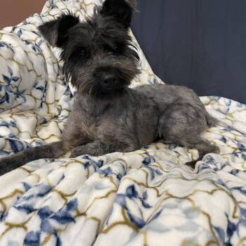 Miniature Schnauzer Dogs Available for Adoption in Lisbon, Ohio - Piper  | PetCurious