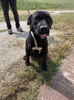 Rescue American Staffordshire Terrier and Labrador Retriever Dogs for Adoption in Chester, South Carolina - THELMA | PetCurious