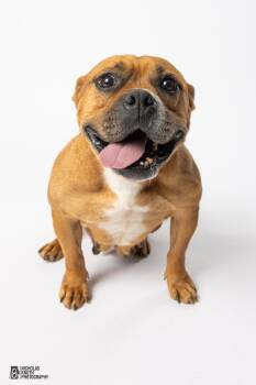 Rescue English Bulldog Dogs for Adoption in Hoffman Estates, Illinois - Delilah | PetCurious