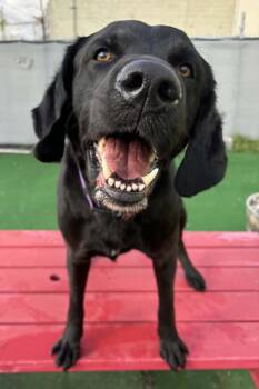 Labrador Retriever and Mixed Breed Dogs Available for Adoption in Warren, Michigan - Dewey | PetCurious