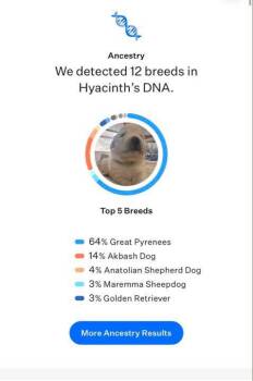 Benedict -  Great Pyrenees and Akbash Dog for Adoption in Denver, Colorado - Benedict | PetCurious