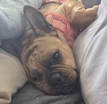 French Bulldog Dogs Available for Adoption - Cindy | PetCurious