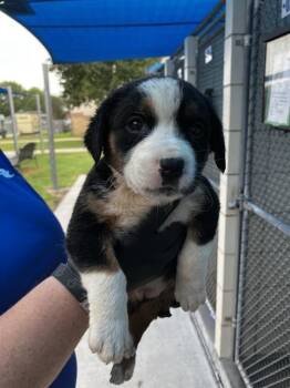Australian Cattle Dog Blue Heeler and Labrador Retriever Dogs Available for Adoption in Corpus Christi, Texas - SUNKIST | PetCurious