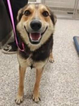 Reeses -  Shepherd and Mixed Breed Dog for Adoption in Kansas City, Missouri - Reeses | PetCurious