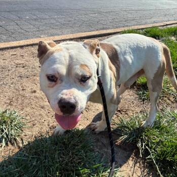 Bluee Brownlee -  Pit Bull Terrier Dog for Adoption in St. Louis, Missouri - Bluee Brownlee | PetCurious