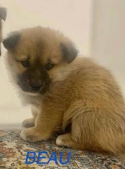 Beau 2.0 -  Mixed Breed Dog for Adoption in Athens, Ontario - Beau 2.0 | PetCurious