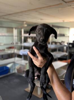 Rescue Black Labrador Retriever and Border Collie Dogs for Adoption in Fort Collins, Colorado - Cholla | PetCurious
