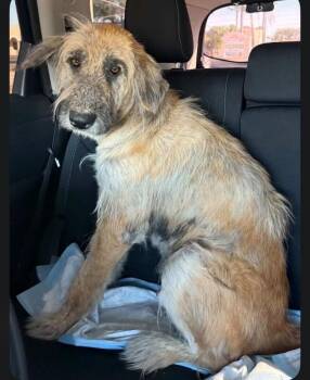 Terrier and Irish Wolfhound Dogs Available for Adoption - Pinto Bean | PetCurious