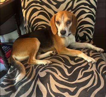 Rosie -  Beagle Dog for Adoption in Spring Hill, Tennessee - Rosie | PetCurious