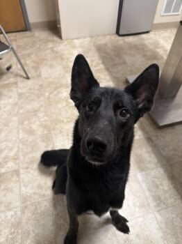 Koe -  Shepherd Dog for Adoption in Mineral Point, Wisconsin - Koe | PetCurious