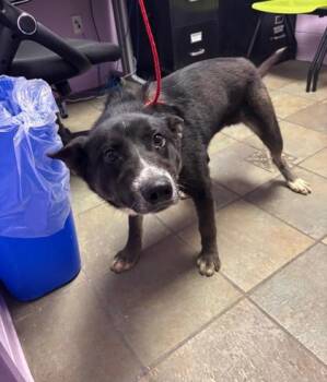 Oreo -  Mixed Breed Dog for Adoption in El Paso, Texas - Oreo | PetCurious
