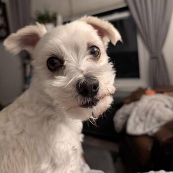 Maltese and Yorkshire Terrier Dogs Available for Adoption in Olathe, Kansas - Toby | PetCurious