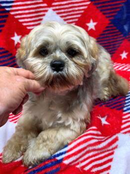 HAILEY (ohiosdrescue(at)gmail.com) -  Lhasa Apso Dog for Adoption in Elyria, Ohio - HAILEY (ohiosdrescue(at)gmail.com) | PetCurious