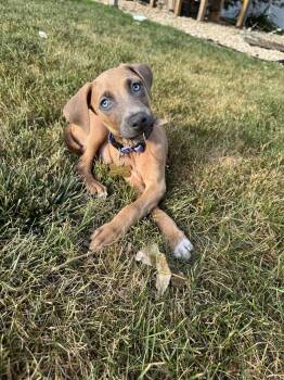 Drekker -  Doberman Pinscher Dog for Adoption in Minneapolis, Minnesota - Drekker | PetCurious
