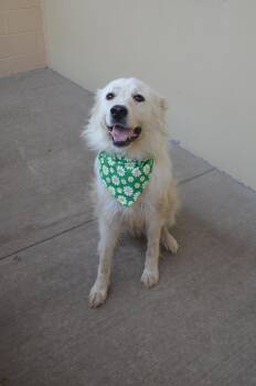 Jumper Cable -  Great Pyrenees Dog for Adoption in Mckinney, Texas - Jumper Cable | PetCurious