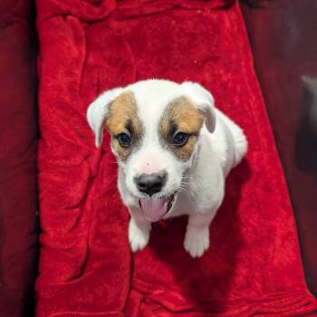 Husky and Mixed Breed Dogs Available for Adoption - Marlin | PetCurious