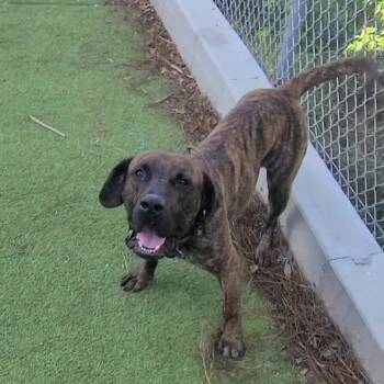 Rescue Mastiff Dogs for Adoption in Galveston, Texas - Bud Flanary | PetCurious
