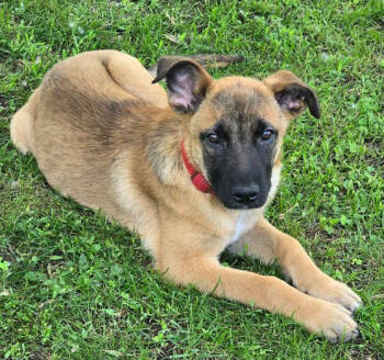 Rescue German Shepherd Dog Dogs for Adoption in Brooklyn Center, Minnesota - Evelyn | PetCurious