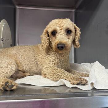 Rescue Poodle Dogs for Adoption in Northbrook, Illinois - Jake | PetCurious