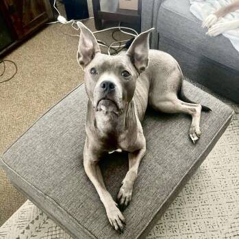 American Staffordshire Terrier Dogs Available for Adoption - Gracie Lou | PetCurious
