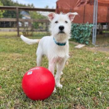Buttercup Coconut Toy Story -  Jack Russell Terrier and Labrador Retriever Dog for Adoption in Friendswood, Texas - Buttercup Coconut Toy Story | PetCurious