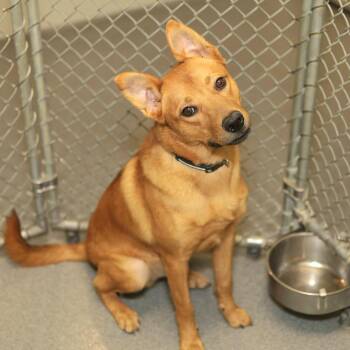 Dmitri -  Shepherd and Shiba Inu Dog for Adoption in Evansville, Indiana - Dmitri | PetCurious