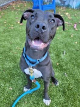 Rescue Mixed Breed Dogs for Adoption in Savannah, Georgia - Petunia | PetCurious