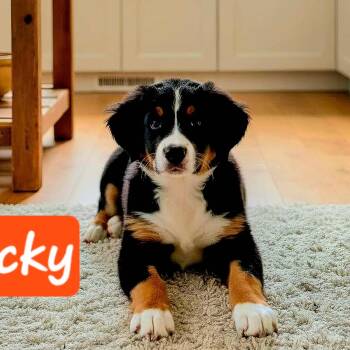 Rocky cs -  Mixed Breed Dog for Adoption in Columbia, Maryland - Rocky Cs | PetCurious