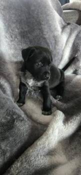 Labrador Retriever and Chiweenie Dogs Available for Adoption - Dottie | PetCurious