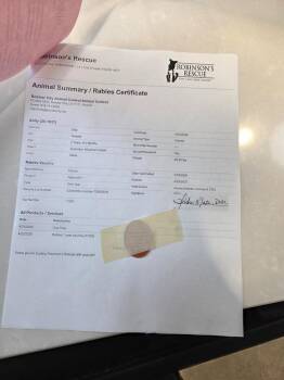 Australian Shepherd Dogs Available for Adoption in Bossier City, Louisiana - Abby | PetCurious