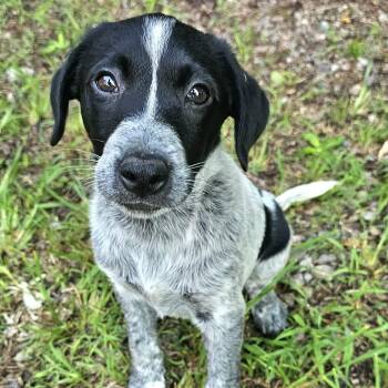 Thelma -  Cattle Dog and German Shorthaired Pointer Dog for Adoption in Mcdonough, Georgia - Thelma | PetCurious