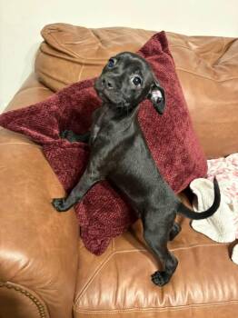 Minnie -  Chihuahua and Schnauzer Dog for Adoption in Berlin, New Jersey - Minnie | PetCurious