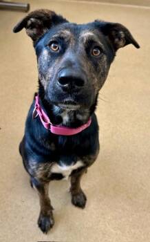 Hound and Mixed Breed Dogs Available for Adoption - BETTY SPAGHETTY | PetCurious