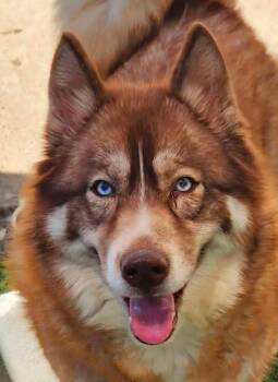 Willow -  Husky Dog for Adoption in Newport, Tennessee - Willow | PetCurious