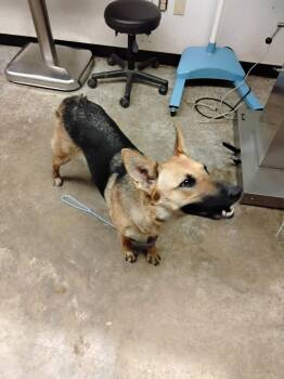 Shepherd and Mixed Breed Dogs Available for Adoption in Lockhart, Texas - Daphne | PetCurious