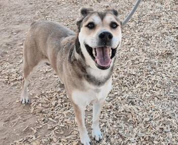 German Shepherd Dog and Mixed Breed Dogs Available for Adoption in Albuquerque, New Mexico - CRESENT | PetCurious