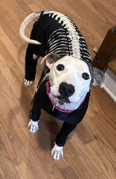 Rescue Pit Bull Terrier and American Staffordshire Terrier Dogs for Adoption in Lexington, South Carolina - Dizzy | PetCurious