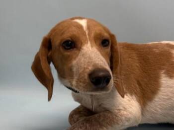 Reeses -  Beagle and Mixed Breed Dog for Adoption in Minneapolis, Minnesota - Reeses | PetCurious