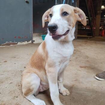 Great Pyrenees and Mixed Breed Dogs Available for Adoption in Wadena, Minnesota - Tea | PetCurious