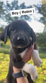 Robin -  Great Dane and Great Pyrenees Dog for Adoption in Chambersburg, Pennsylvania - Robin | PetCurious