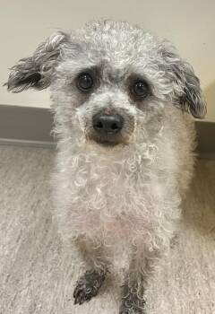 SMOKEY -  Miniature Poodle Dog for Adoption in Belmont, New York - SMOKEY | PetCurious
