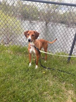 Hound and Mixed Breed Dogs Available for Adoption in Warren, Pennsylvania - Patty | PetCurious