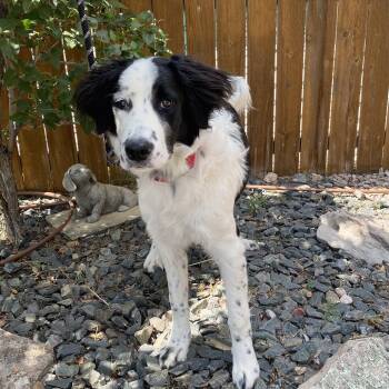 Lil Moo Cow -  Mixed Breed Dog for Adoption in Cheyenne, Wyoming - Lil Moo Cow | PetCurious