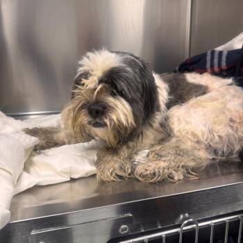 Guinness -  Mixed Breed Dog for Adoption in Philadelphia, Pennsylvania - Guinness | PetCurious