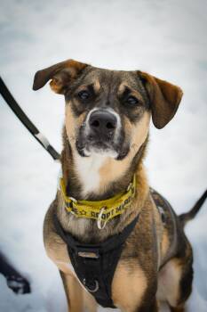 Shepherd Dogs Available for Adoption - Ally | PetCurious