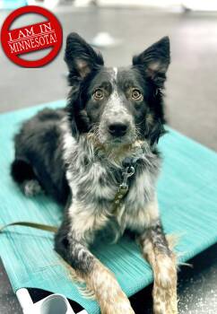 Border Collie Dogs Available for Adoption - Jaguar | PetCurious
