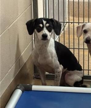 Rescue Chihuahua and Mixed Breed Dogs for Adoption in San Jose, California - A1393654 | PetCurious