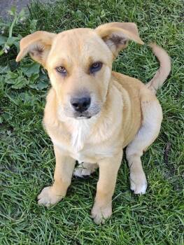 Bling -  Shepherd and Australian Cattle Dog Blue Heeler Dog for Adoption in Polson, Montana - Bling | PetCurious